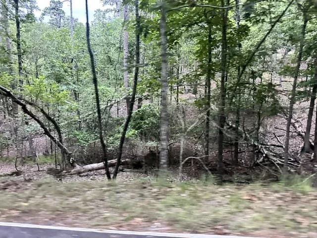 Dense forest dropping away beside the Hot Springs mountain road